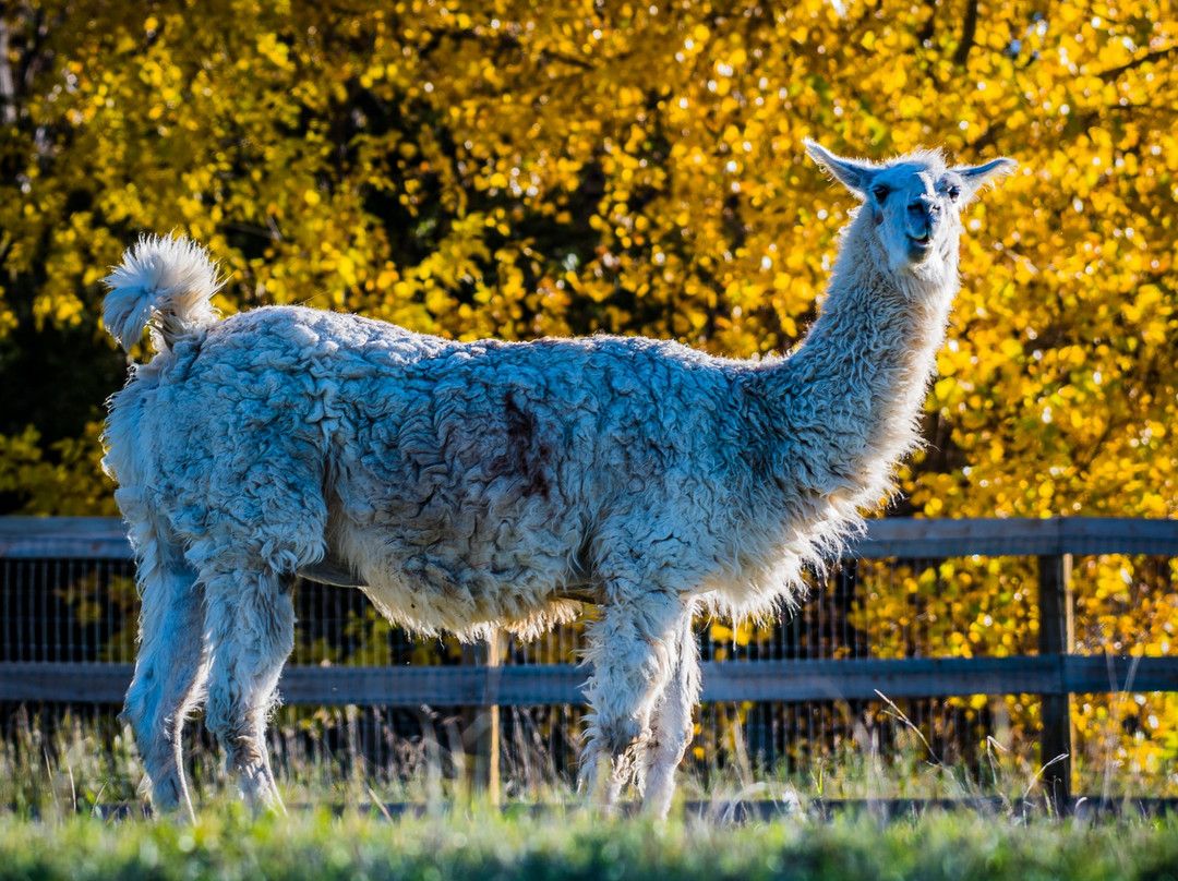 Erie旅游景点-Luvin Arms Animal Sanctuary