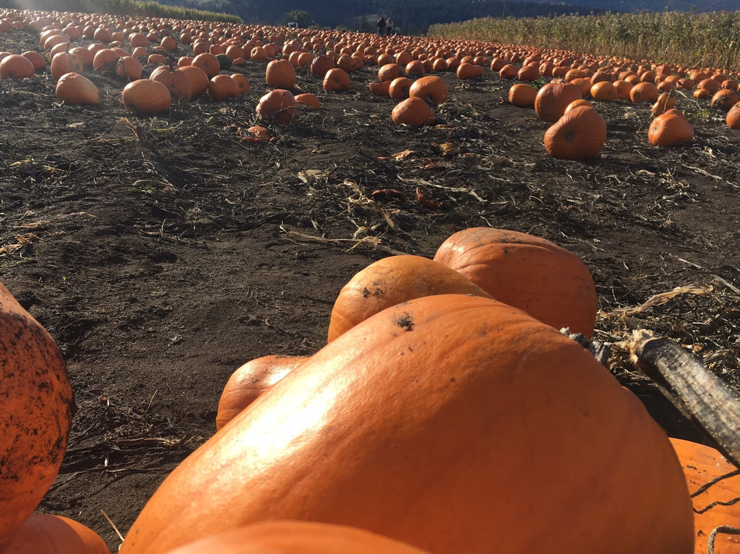 The Pumpkin Patch景点图片