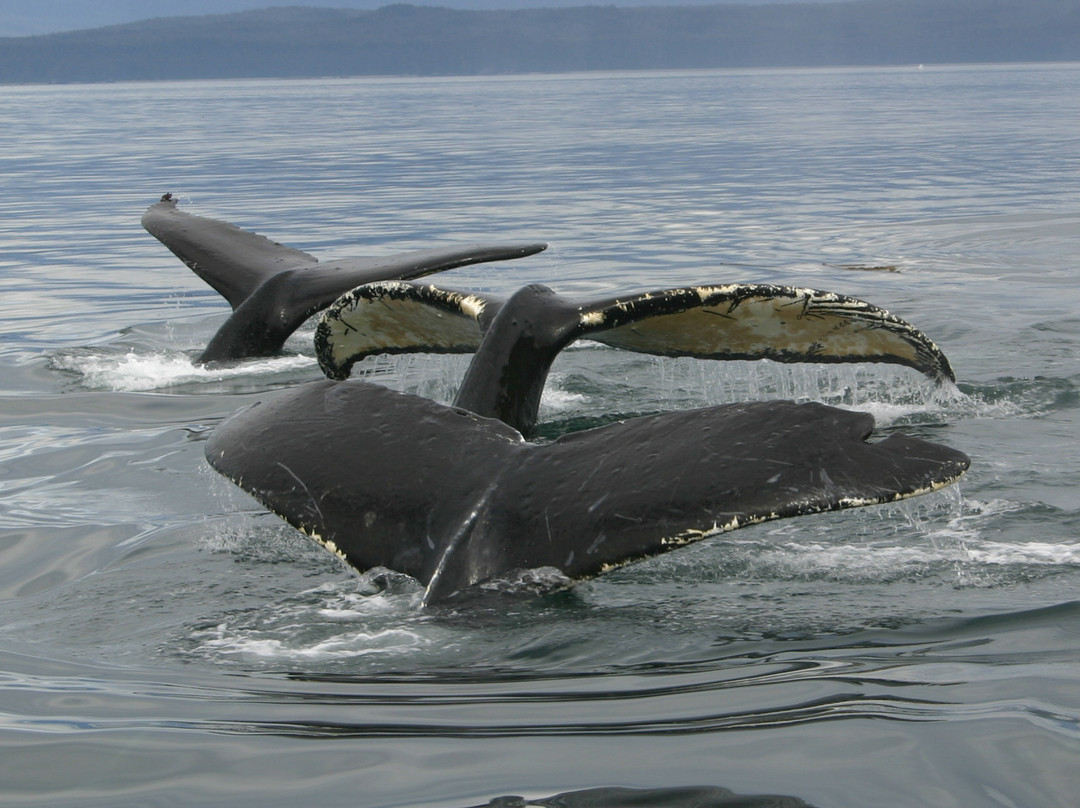 Cross Sound Express Whale Watching景点图片