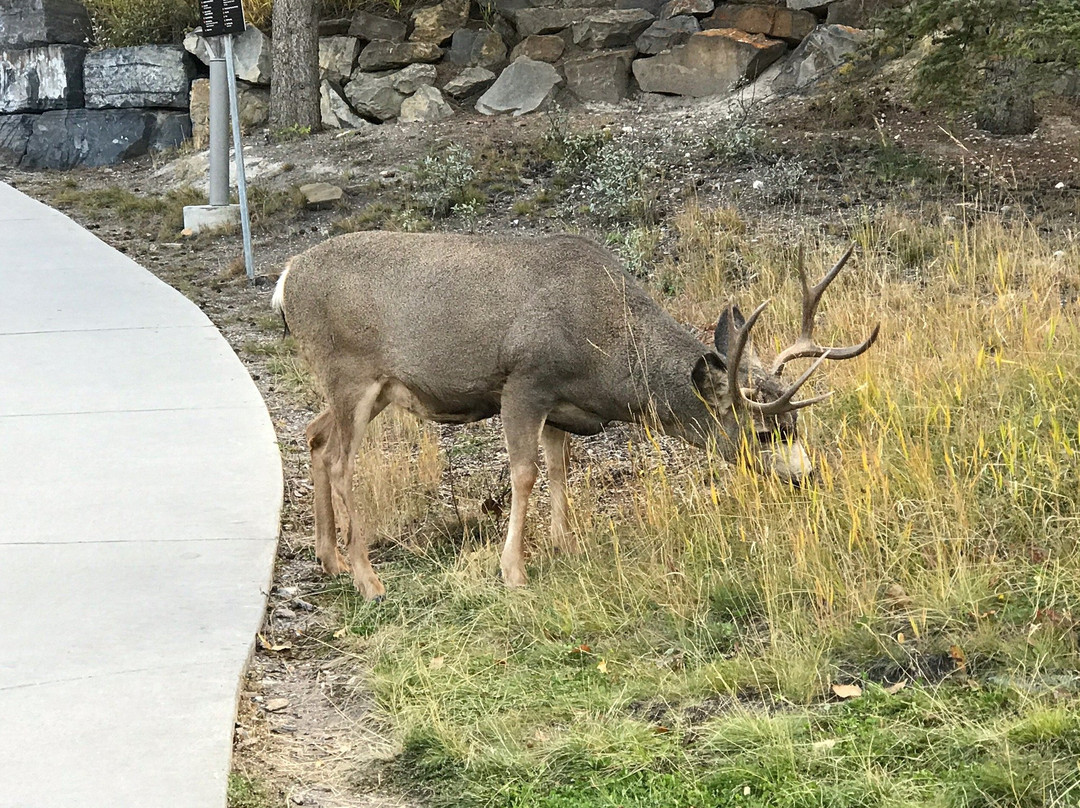 Banff Centre for Arts and Creativity-班夫必去景点