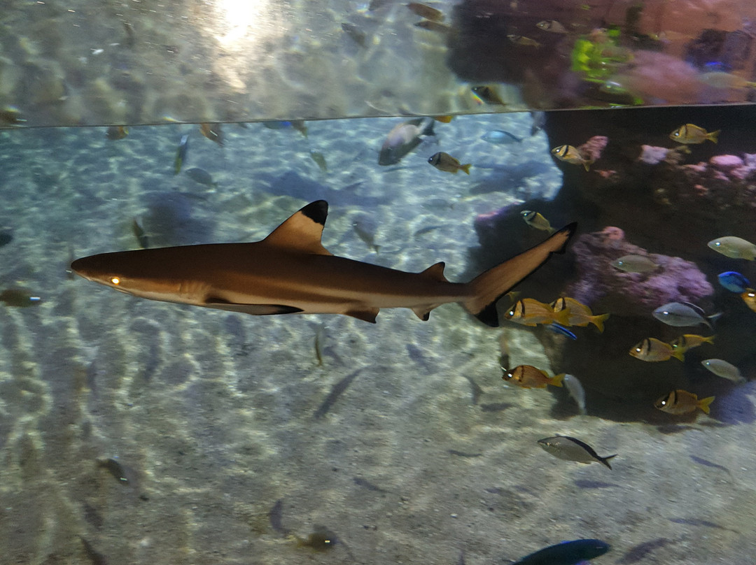 巴尔马水族馆-马洛卡帕尔马必去景点