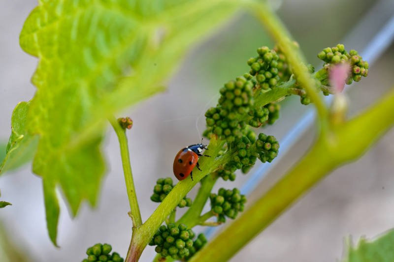 Chateau Maucaillou主图