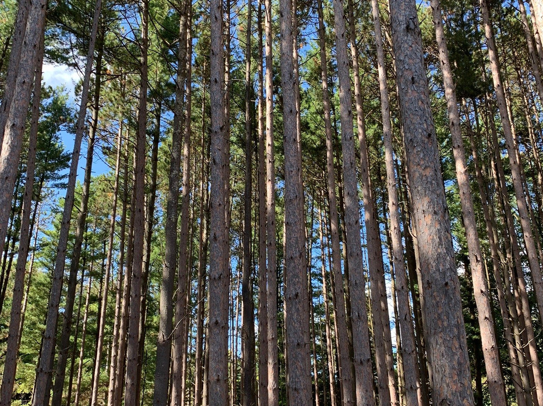 Inn the Pines Bed and Breakfast主图