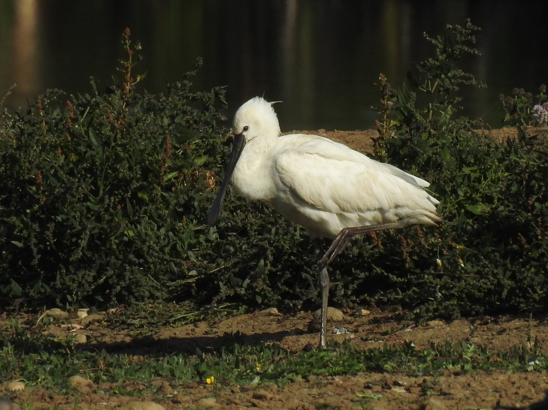 Filey Dams Nature Reserve景点图片