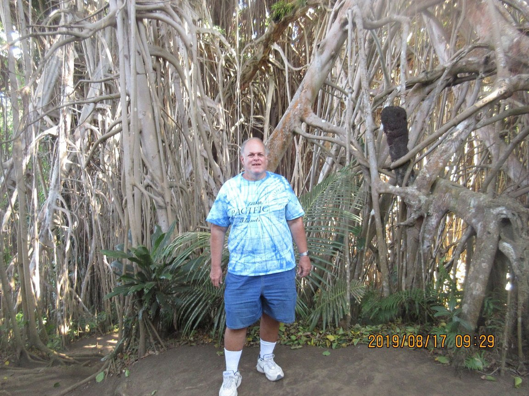 Giant Banyan Tree-塔纳岛必去景点
