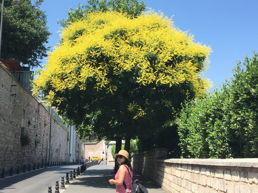 Istanbul Private Tours by Travel Elefante-伊斯坦布尔必去景点