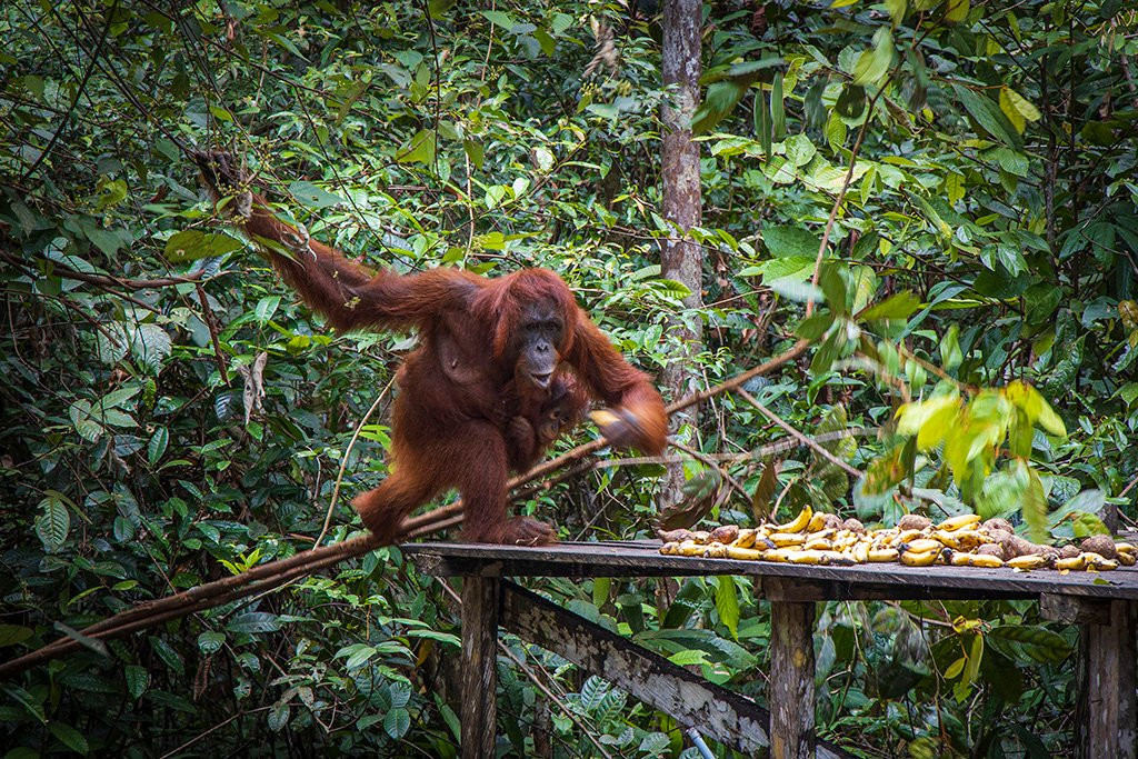 Tanjung Harapan Orangutan Rehabilitation Center景点图片