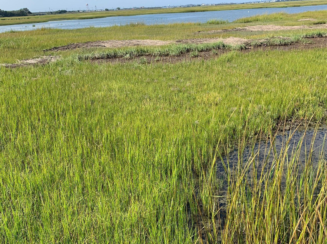 Birding By Boat on the Osprey-开普梅必去景点