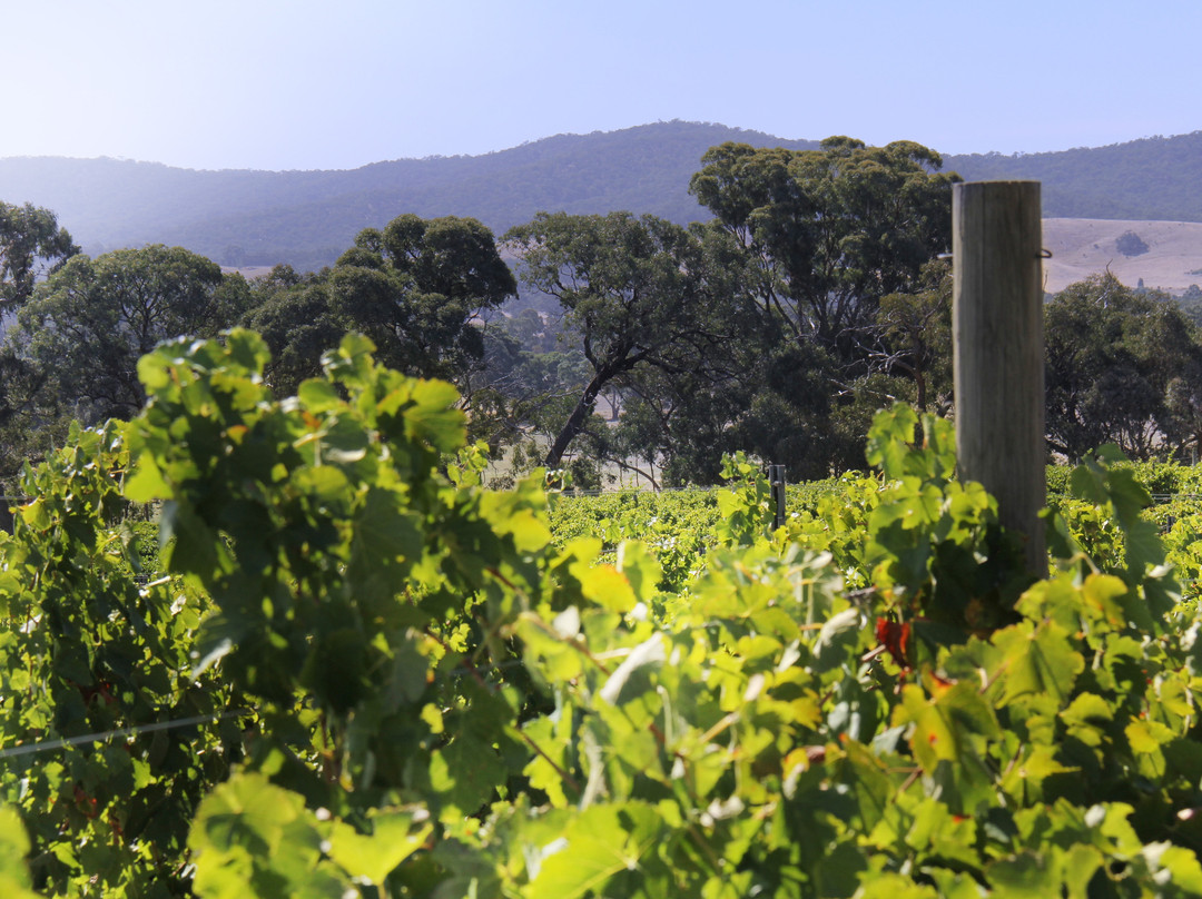 Bigibila Wines-Moonambel必去景点