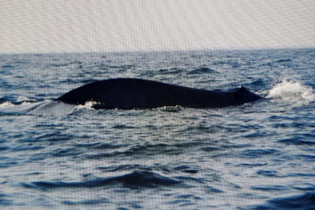NILAVELI BLUE DIVING CENTRE-尼拉瓦利必去景点