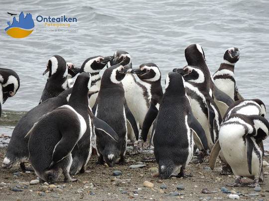 Onteaiken Patagonia-纳塔莱斯港必去景点