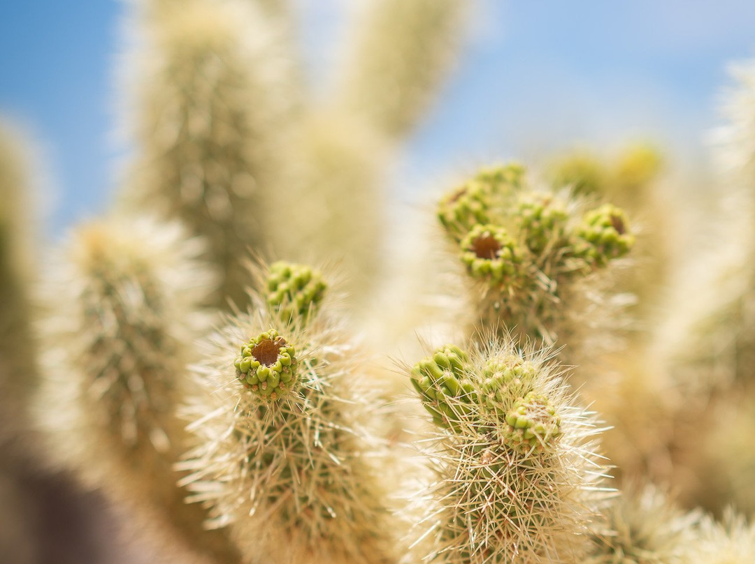 Cholla Cactus Garden-约书亚树国家公园必去景点