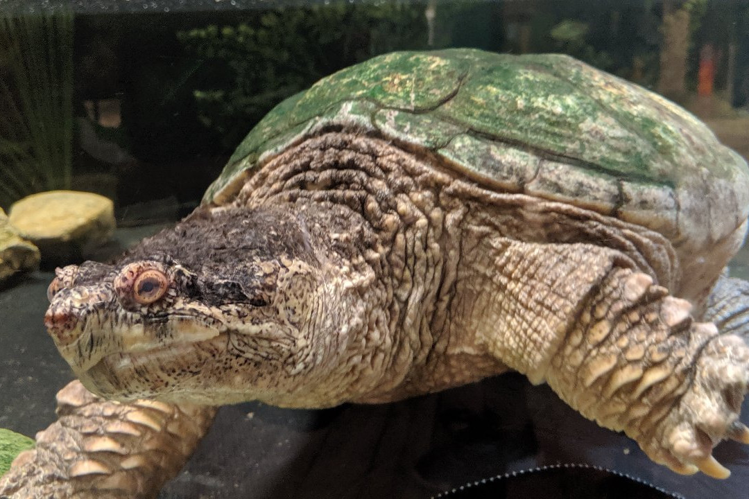 Wye Marsh Wildlife Centre-Midland必去景点