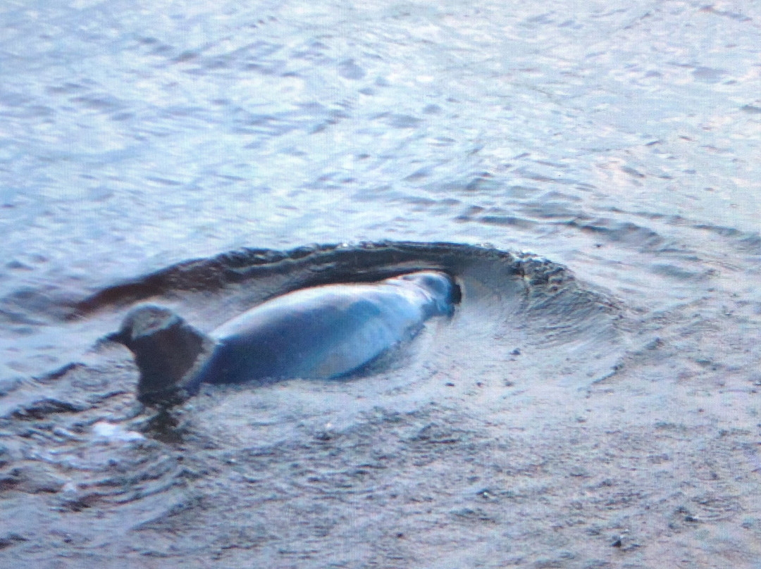 Port Sanibel Marina-迈尔斯堡必去景点