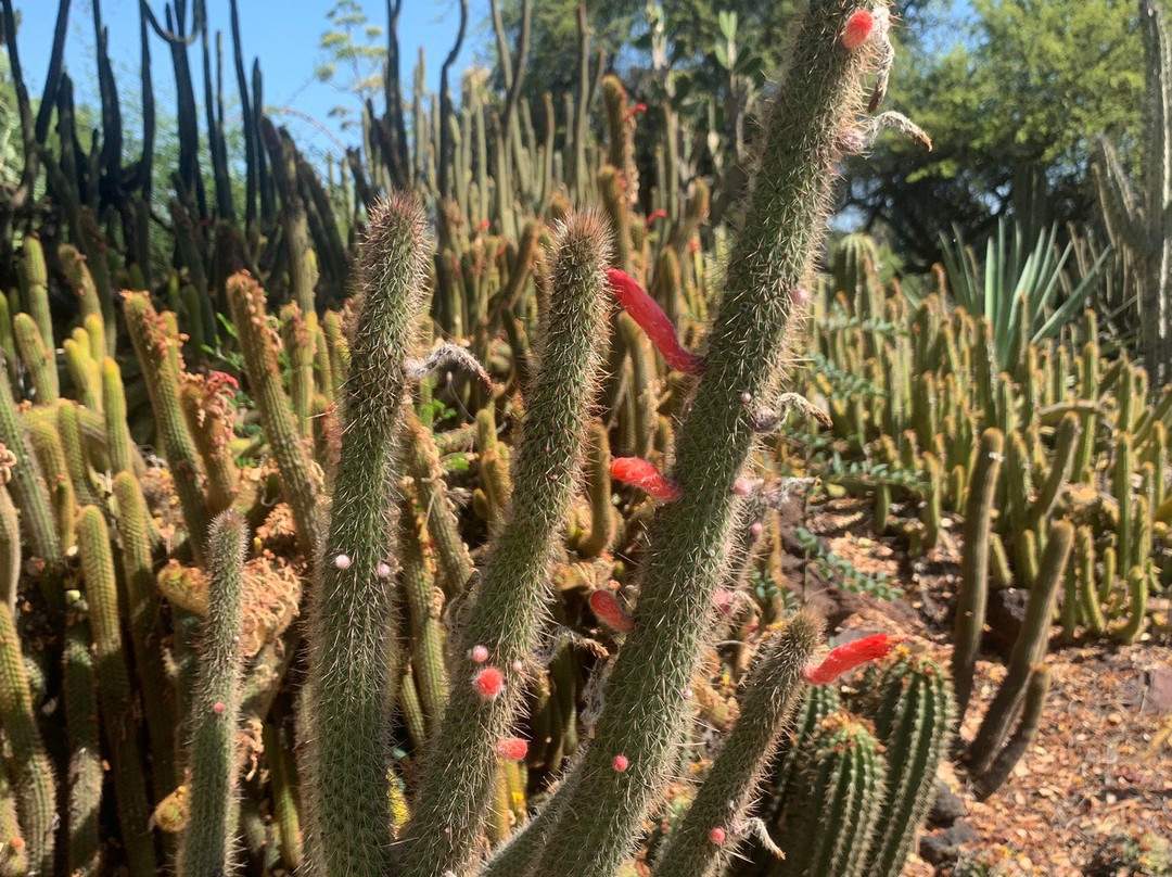 The Huntington Desert Garden-圣玛利诺必去景点