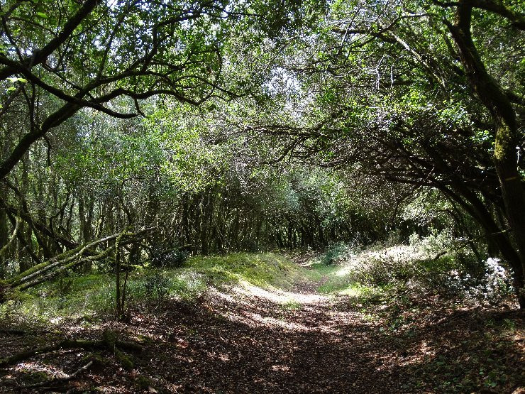 Foret Domaniale de Gresigne景点图片