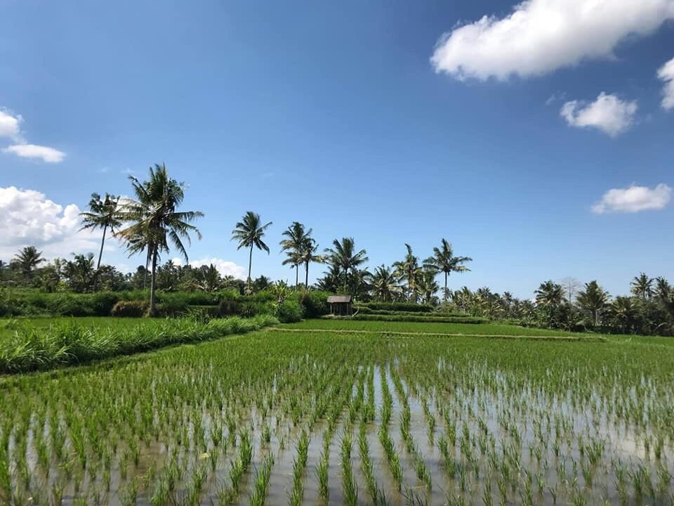 Dedut Bali Tour景点图片