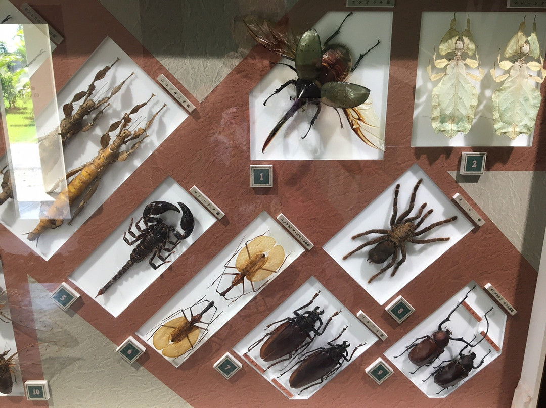 Nawa Insect Museum Haimurubushi景点图片