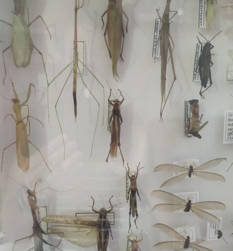 Entomological Museum of Volos-沃洛斯必去景点