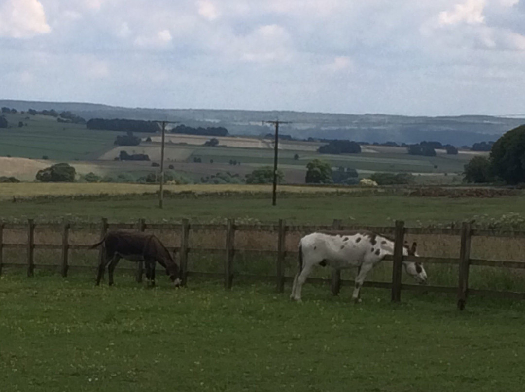 The Donkey Sanctuary景点图片