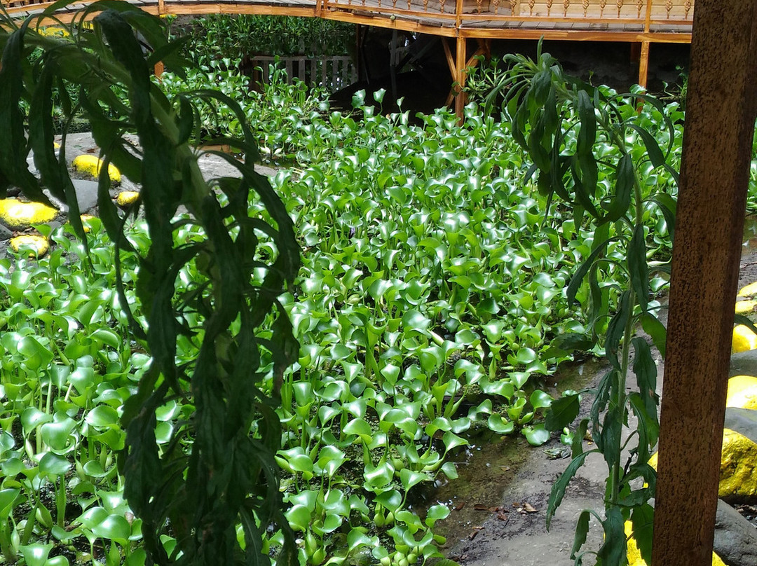 Ramsar Cable Car景点图片