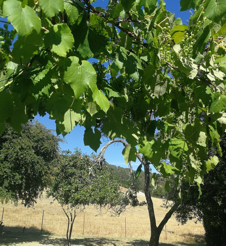 Sonoma Chalet Bed & Breakfast主图