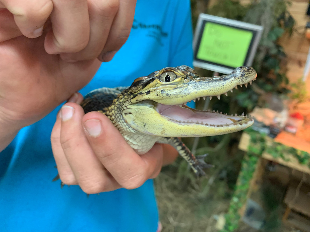 Greenwood Gator Farm and Tours景点图片