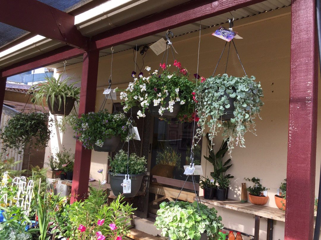 Dookie Artists Tree-Dookie必去景点