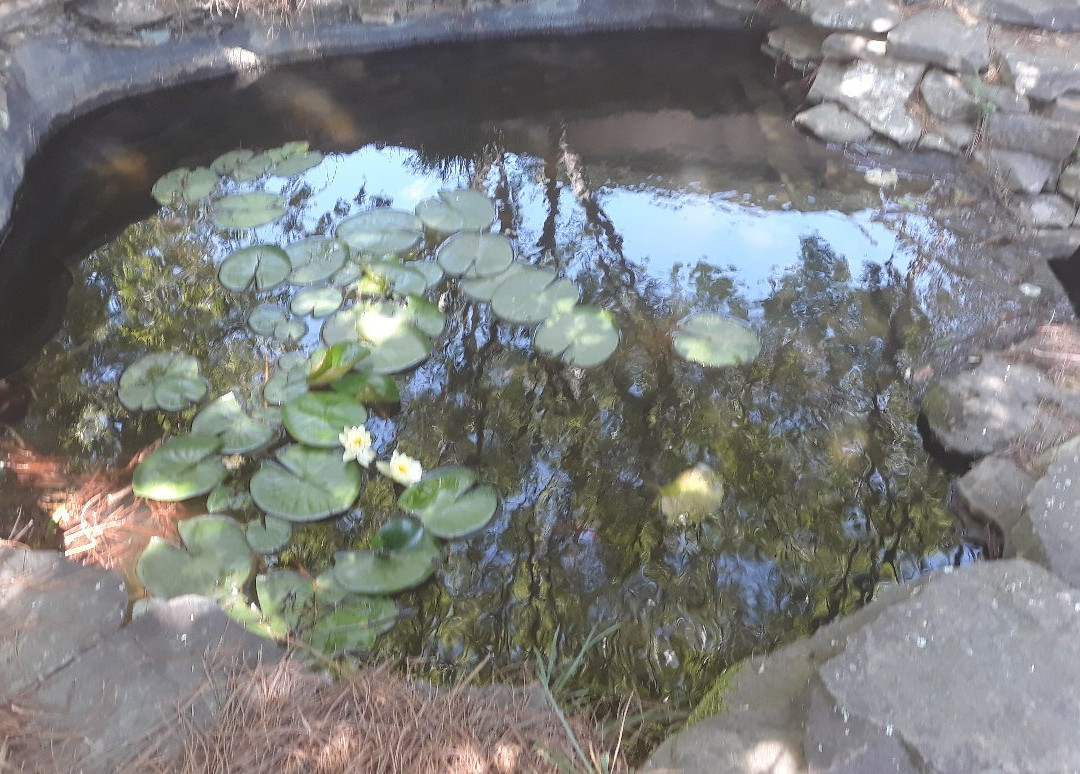 Lewis Vaughn Botanical Gardens-Conyers必去景点