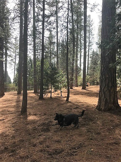 Dogs Run Free-Grass Valley必去景点