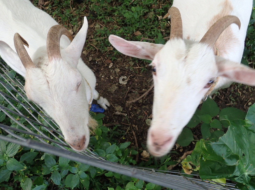 Minshuku Nodoka主图