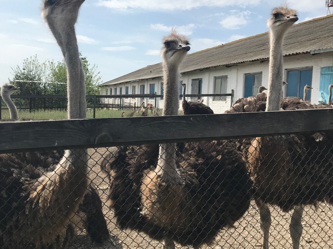 Ostrich Ranch景点图片