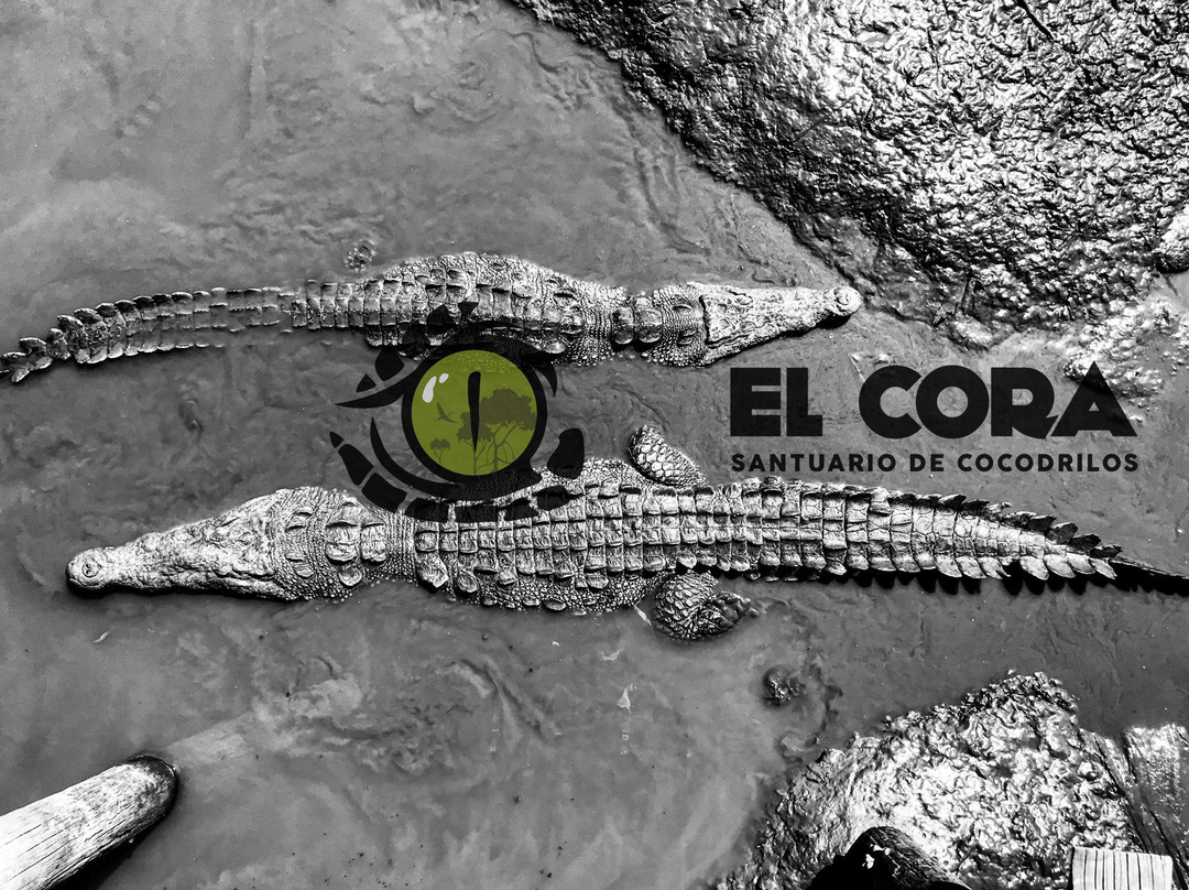 Santuario de Cocodrilos El Cora景点图片