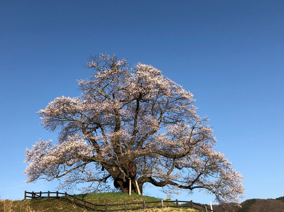 Hocchi no Higan Cherry Blossoms-沼田市必去景点