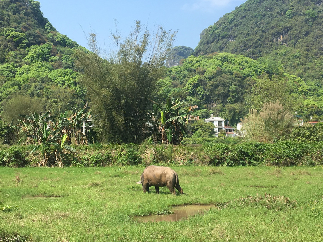Yangshuo Private Tour Guide Michelle景点图片