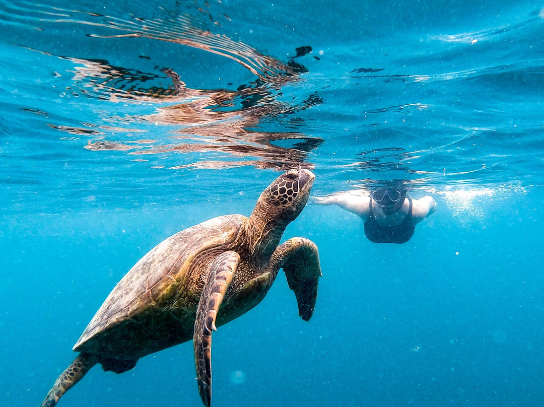 Snorkel Cook Islands-拉罗汤加必去景点