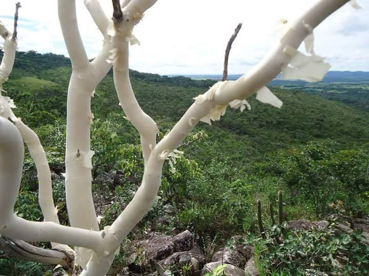 Serra Dourada State Park景点图片