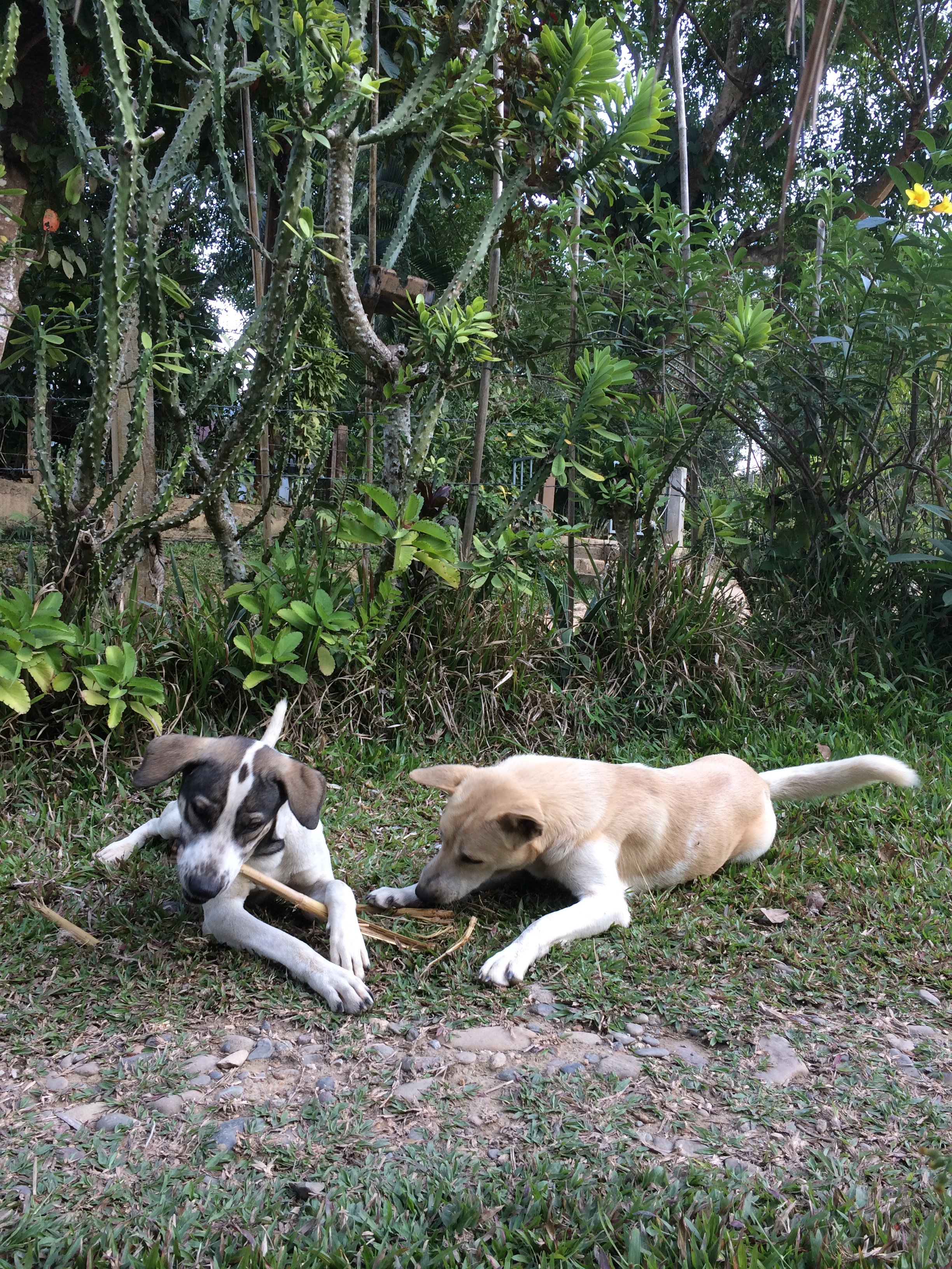 Vang Vieng Eco Lodge-官方