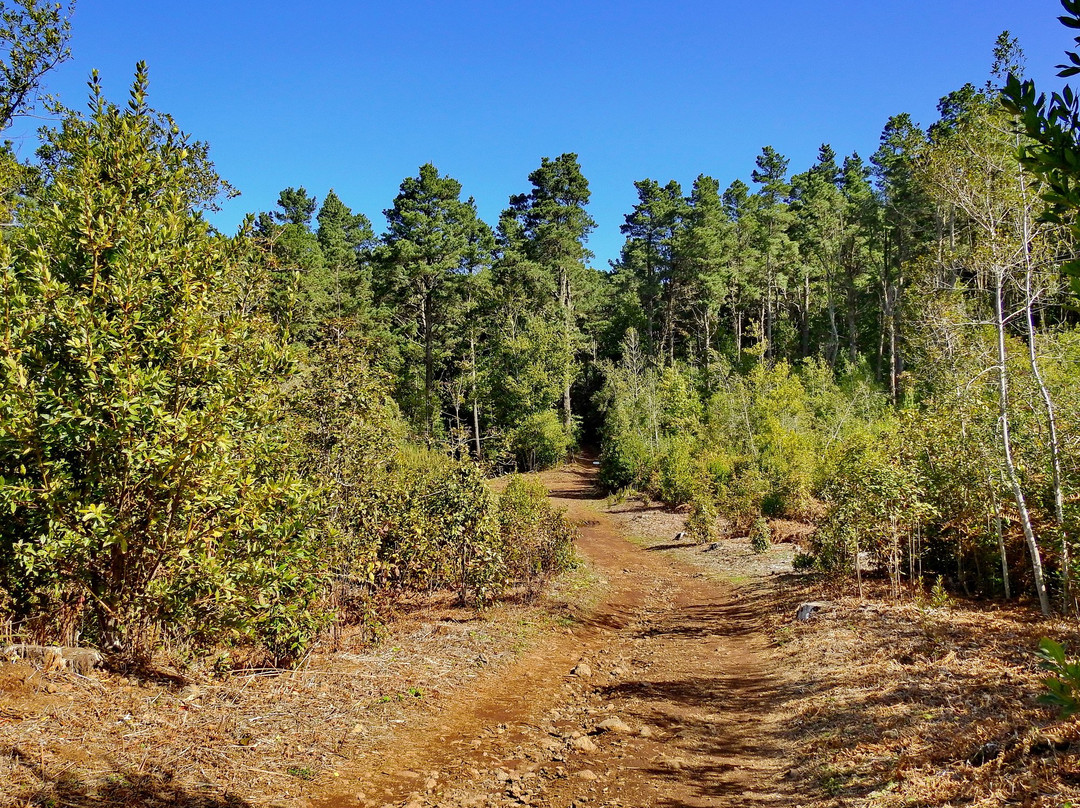 Bosque de Esperanza景点图片