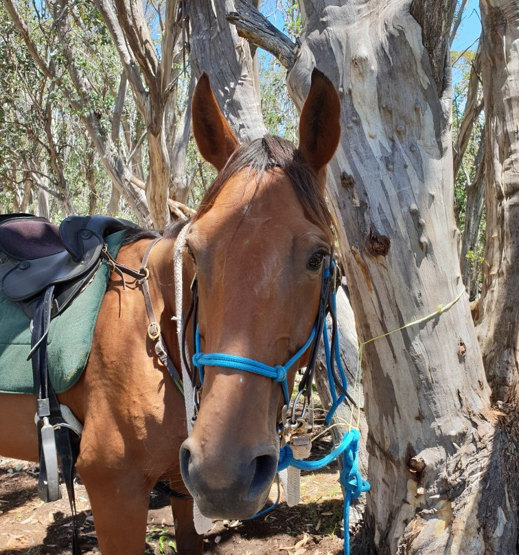Tru-Blu Trails-Merrijig必去景点