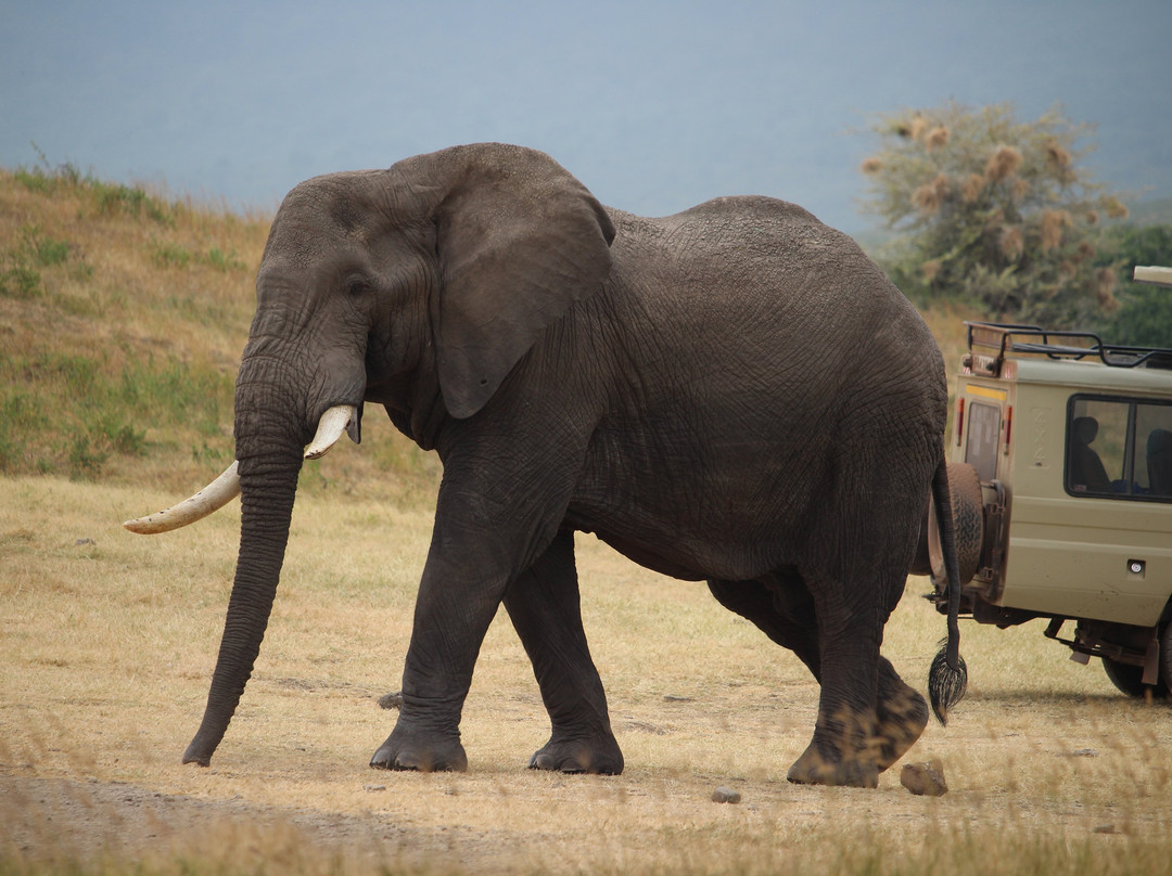 Tarry Adventures and Safaris-莫西必去景点