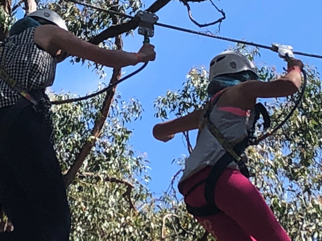 Tree Surfing Australia景点图片