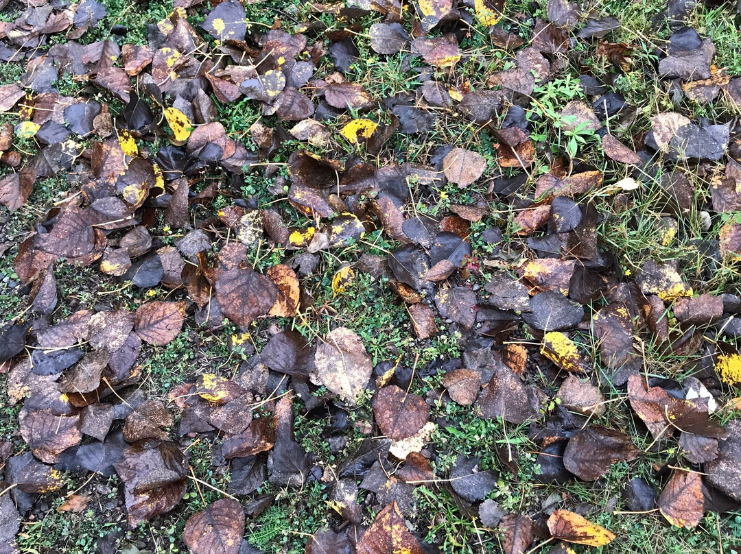 Phare de Carleton-Carleton-sur-Mer必去景点