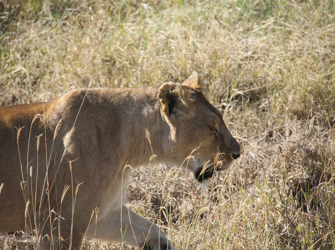 Safari Kenya Tanzania-瓦塔木必去景点
