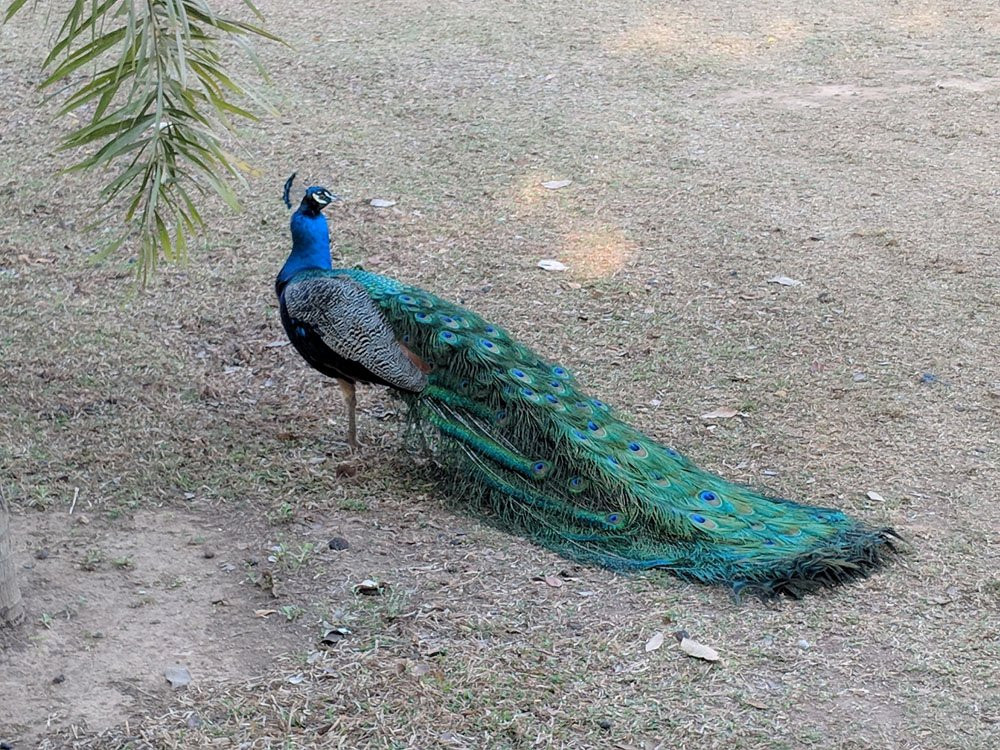 Mt Bundy Station主图