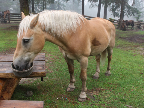 Chilcotin Holidays-Gold Bridge必去景点