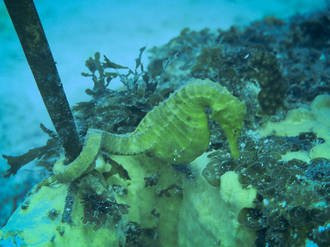Performance Diver NZ景点图片