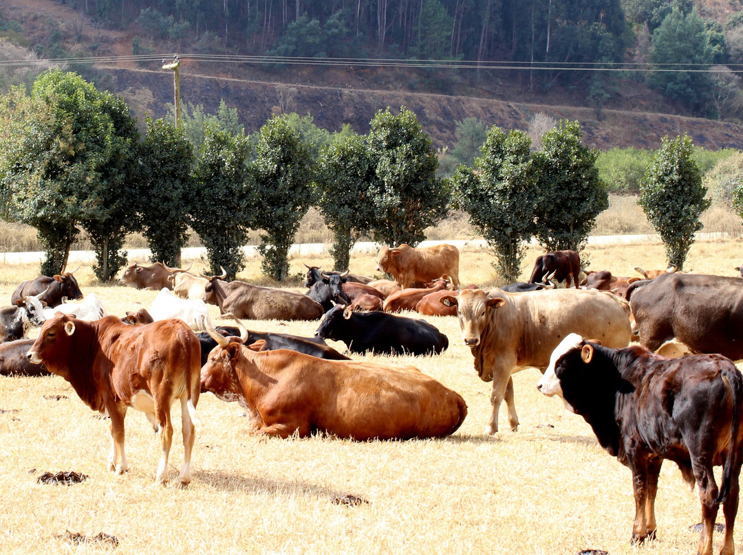 The Oaks at Byrne主图