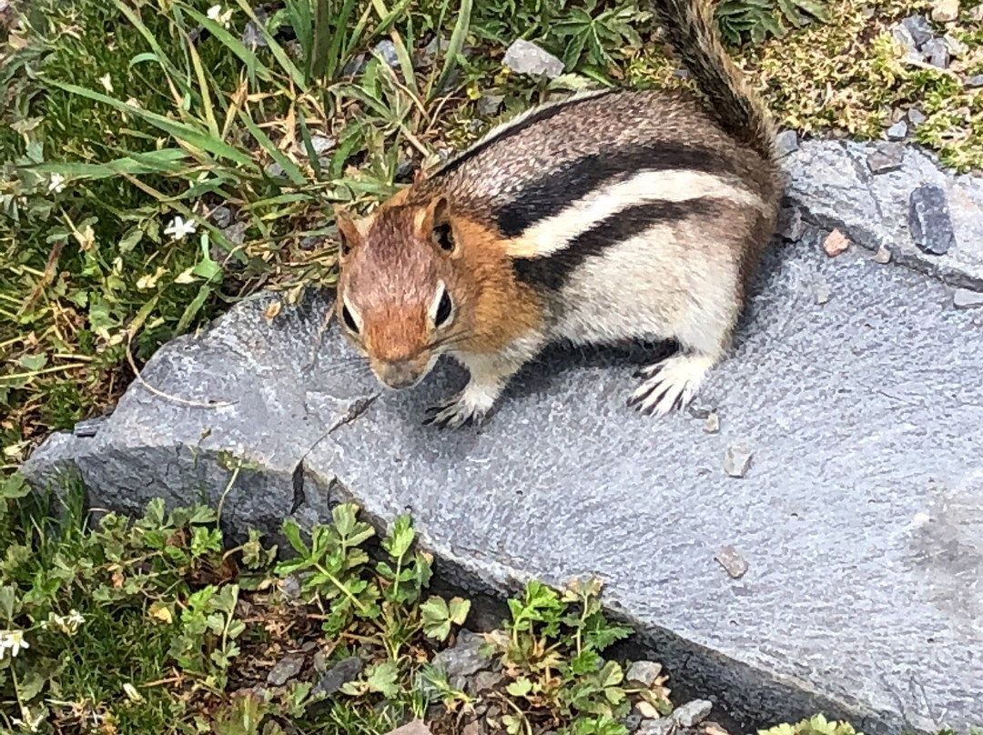 Stella Lake-Great Basin National Park必去景点