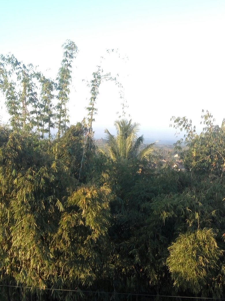 Borobudur Hills-酒店景观
